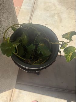 Plant with Wooden Stand