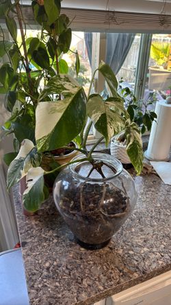 Monstera Albo