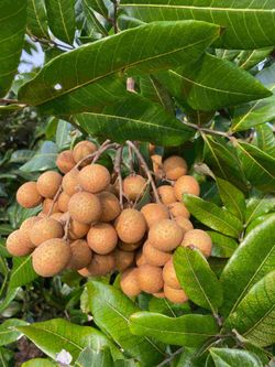 Kohala Longan Tree