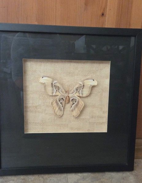 Framed Atticus Atlas Moth, 19 X 19"