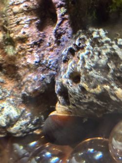 Free Nerite snail