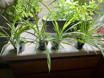 Spider Plants 