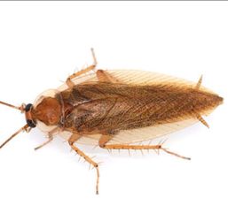 Roaches Pest