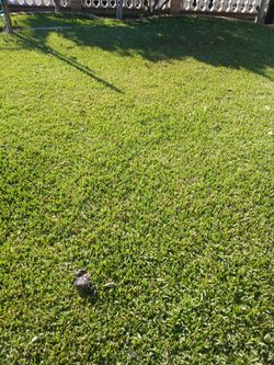 Garden  Grass