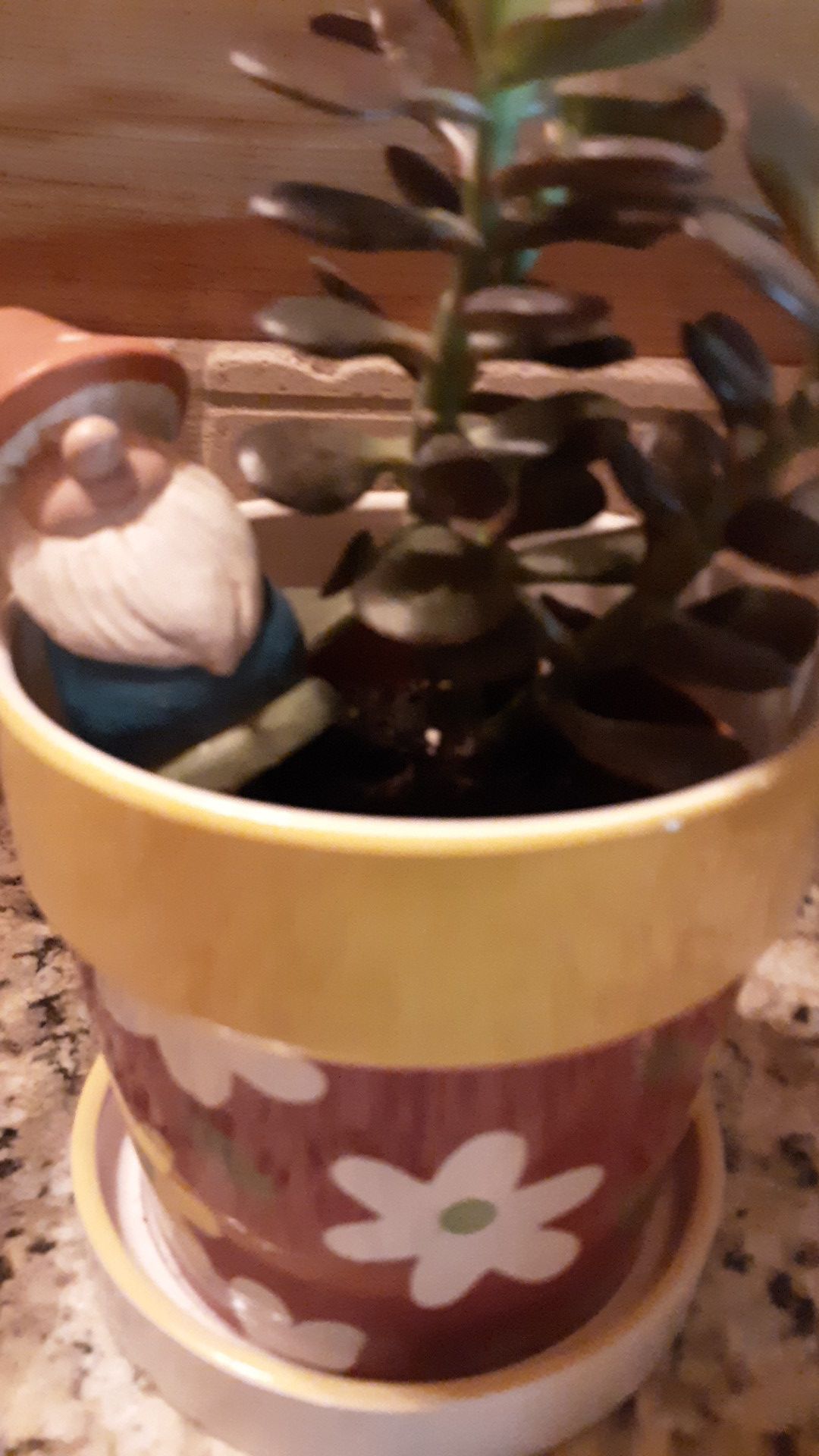 Healthy Jade plant/ Pretty flower Pot & Knome
