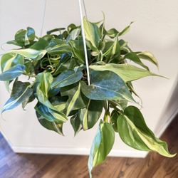 Houseplant Philodendron Cream Splash Variegated 