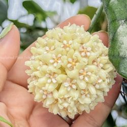 40” Tall Hoya Globulosa 