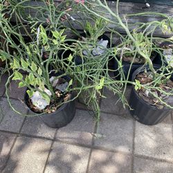 Flower Plants 