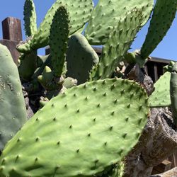 Cactus Pads, Nopales Tiernos 
