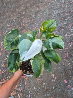 Philodendron White Princess Plant 8" Pot $12