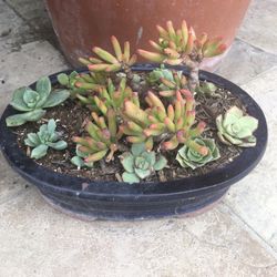 Potted Succulent 