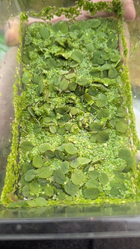 Salvinia minima and Duck Weed