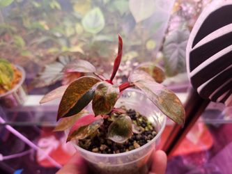 Philodendron Orange princess