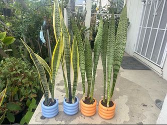 Snake Plant In Ceramic Pot