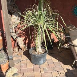 4’ Dragon Tree Draceana Draco Cactus Plant