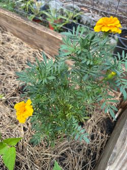 🌼 Marigold Seeds | 20+ Florida Grown Seeds | Perfect Companion Flower for Vegetable Gardens
