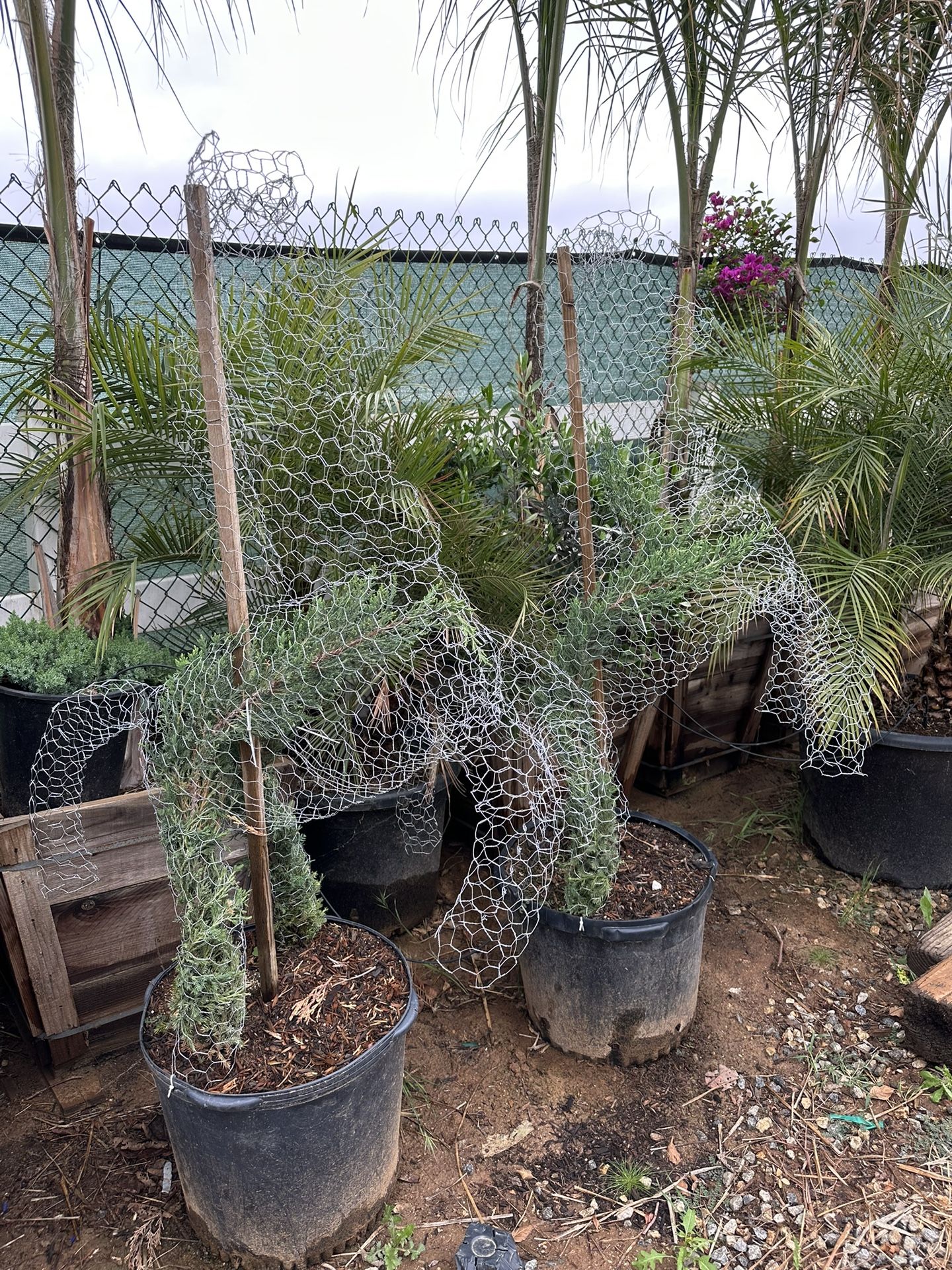 Horse Topiary Bonsai