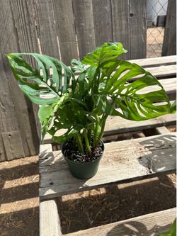Monstera Adansonii, $10 each