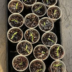 Tomato Seedlings 