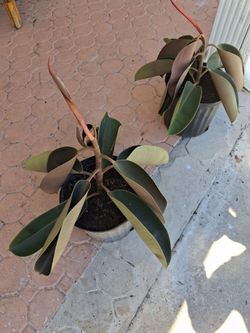 Burgundy Rubber Tree
