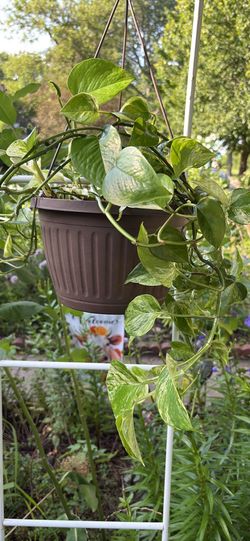 Marble Queen photos hanging basket