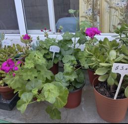 Geraniums $3 Each ( Read Description)