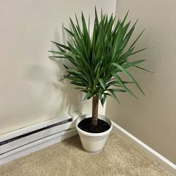 Yucca Plant 