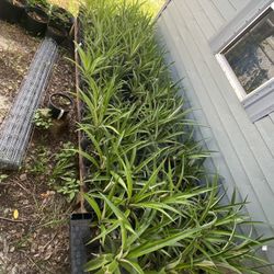 del monte / golden pineapples 1 gallon