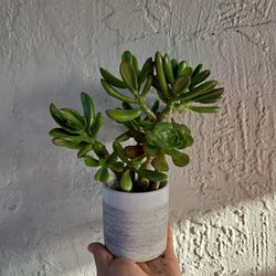 $5. Succulents 