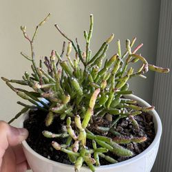 Succulent Arrangement In A White Pot