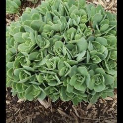 Garden stonecrop