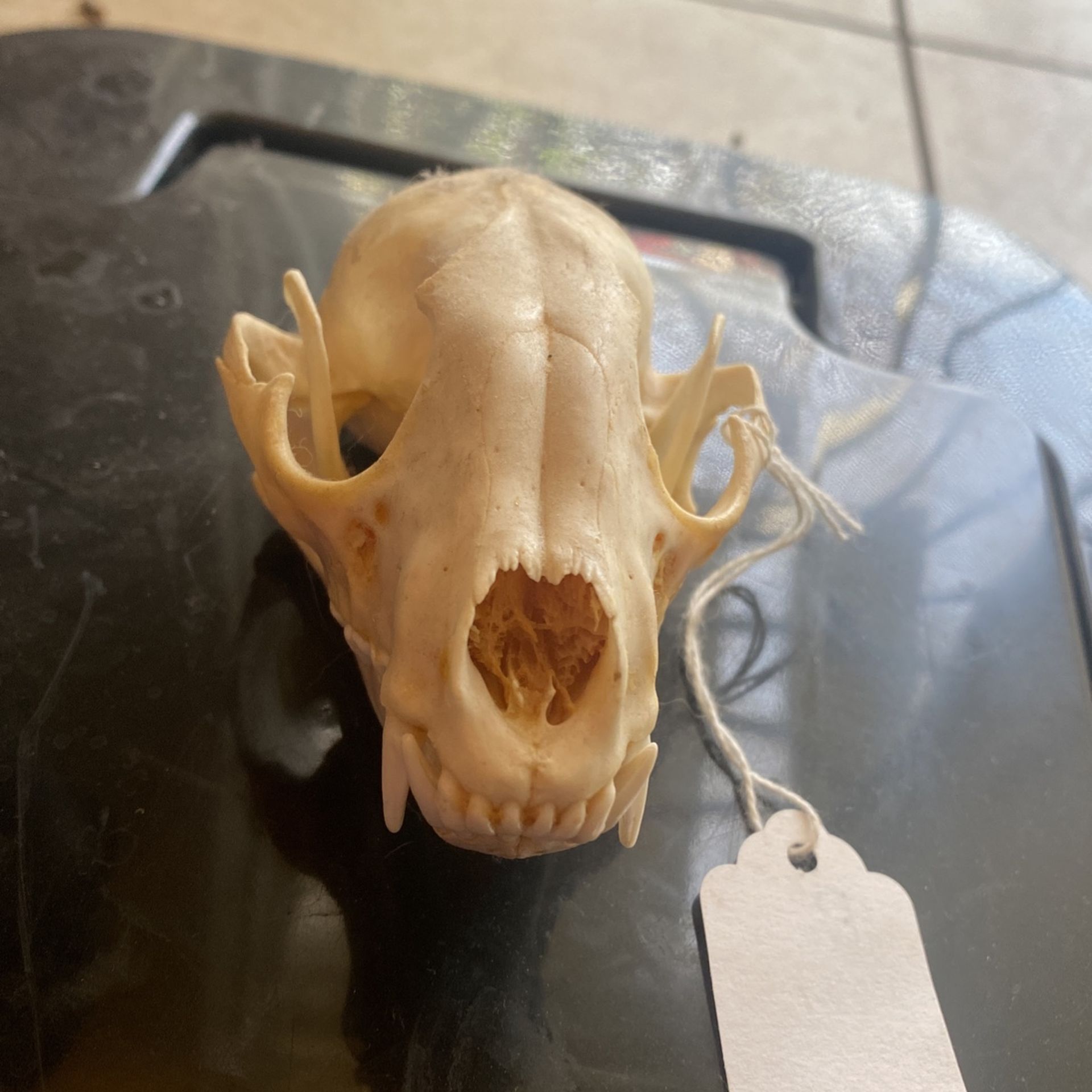 Racoon Skull