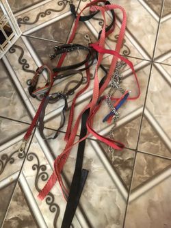 Lasos y collares para perros