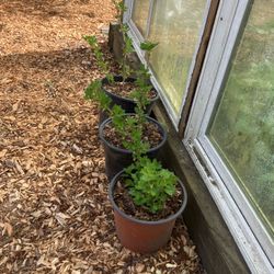Gooseberries Plants 