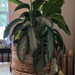 Home Decor - Cute Slouchy Straw Like Plant Basket - NO PLANT!