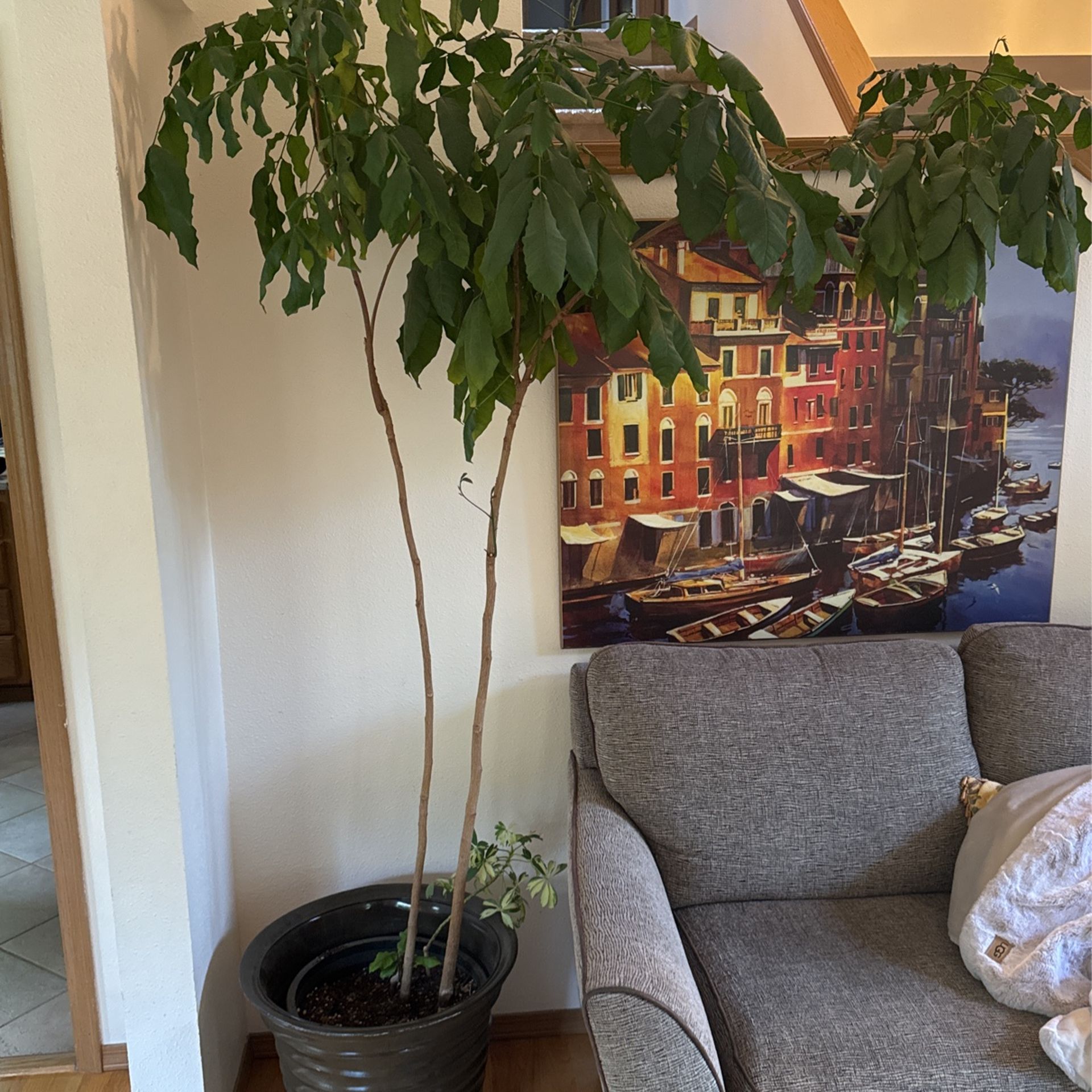 Large Plant