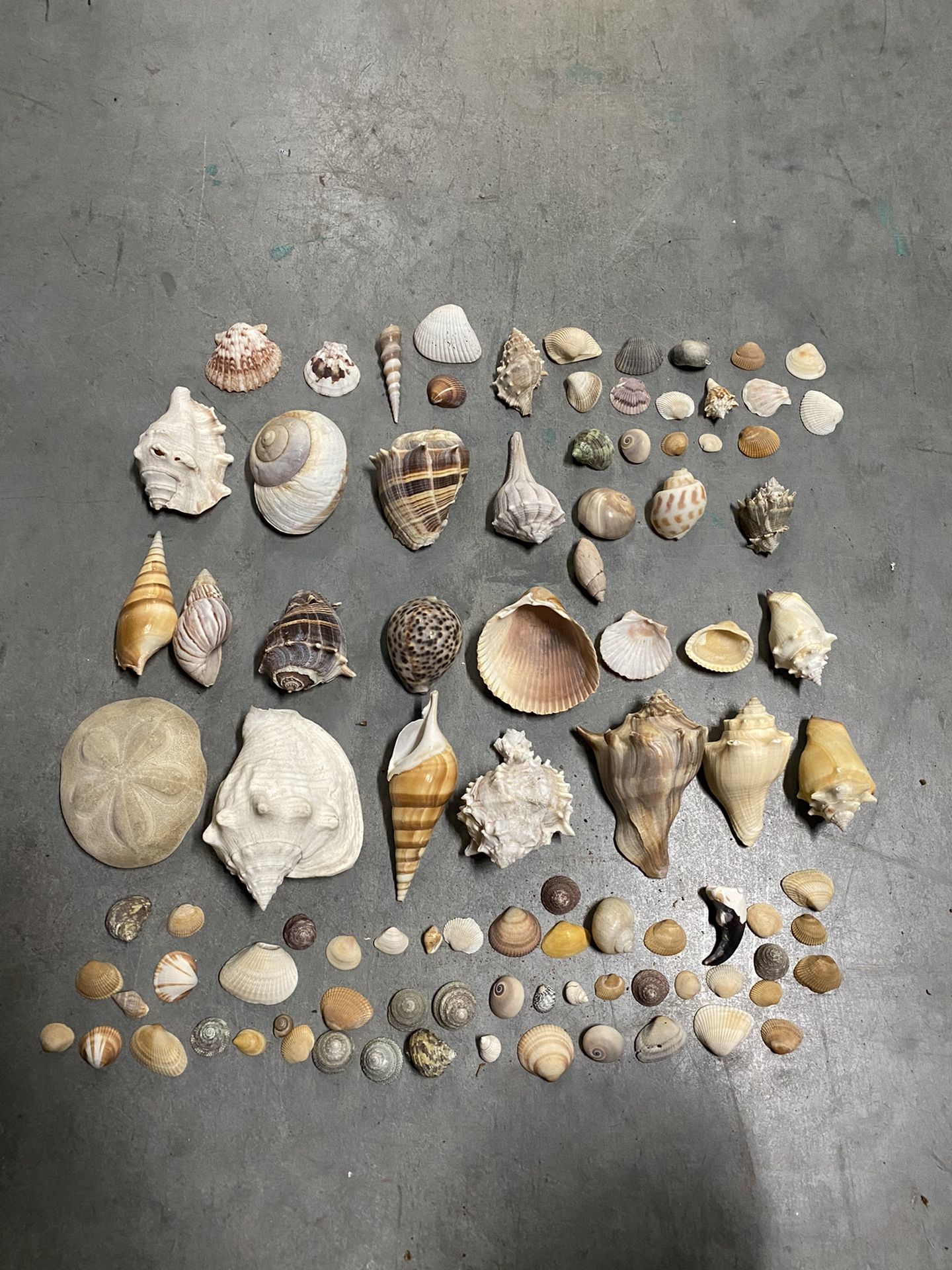 Assorted Sea Shells