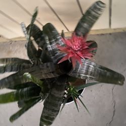Nice Bromeliad Plant One 6 Gallon Pot 3 Stems One Is Blooming $65