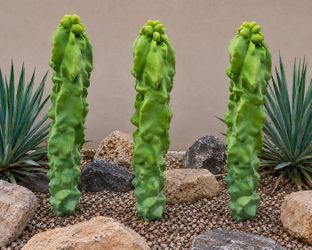 🌵 Totem Pole Cactus – 5 Gallon 🌵