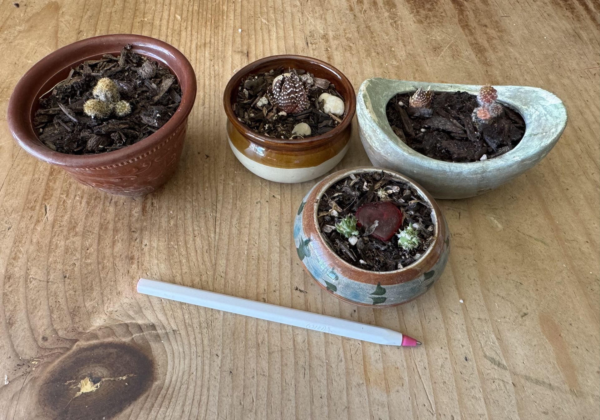 Mini Cacti Or Succulent Pot - $3 Each