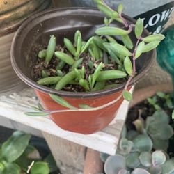 String Of Pearls Succulent 