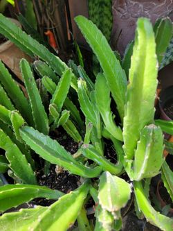 Starfish cactus plant
