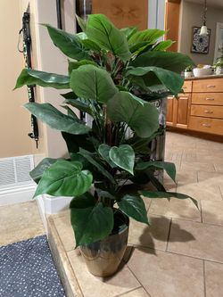 Large Leaf Silk Plant in a Ceramic Pot!