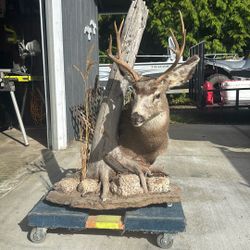 Mule Deer Mount