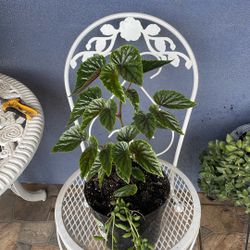 Planta de Begonia, Flor rosita