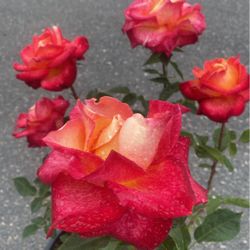 Beautiful Red Orange Rose 🌹 