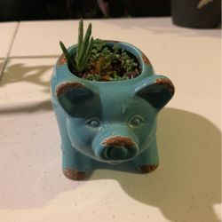 Piggy Plant 