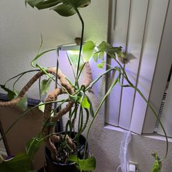 Monstera Plant + Plant Holder 