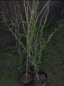 Rose Of Sharon Perennial 6ft Tall + (read Description Below)