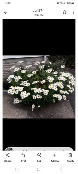 Shasta Daisy